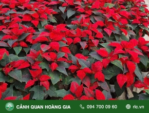 Vì Sao Có Tên Là Cây Trạng Nguyên???