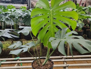 Trầu Bà Xẻ Lá, Monsteria