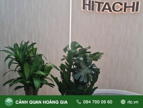 CUNG CẤP CÂY XANH VĂN PHÒNG HITACHI VIỆT NAM