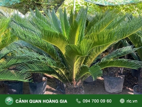 Cách Bố Trí Cây Vạn Tuế Thu Hút Tài Lộc